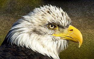 white and black bald eagle HD wallpaper